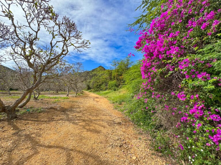 5 Must-Visit Oahu Botanical Gardens (Ultimate 2024 Guide!)