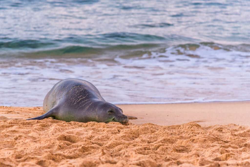 Monk seal resting on a beach on the south shore of Kauai, Hawaii