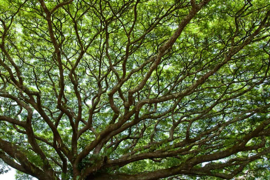 The canopy of a mature monkeypod tree