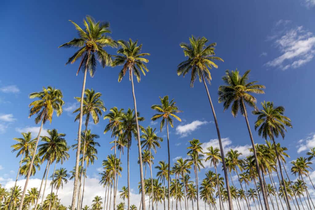 Coconut trees in an old plantation in Kapaa along the Coconut Coast of Kauai