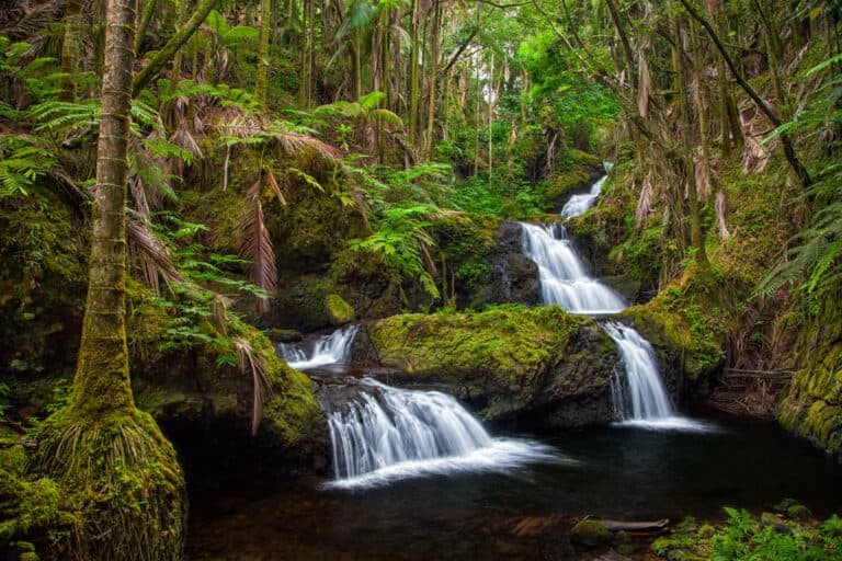 Hawaii Tropical Bioreserve and Garden, Big Island, Hawaii: Complete 2024 Guide!