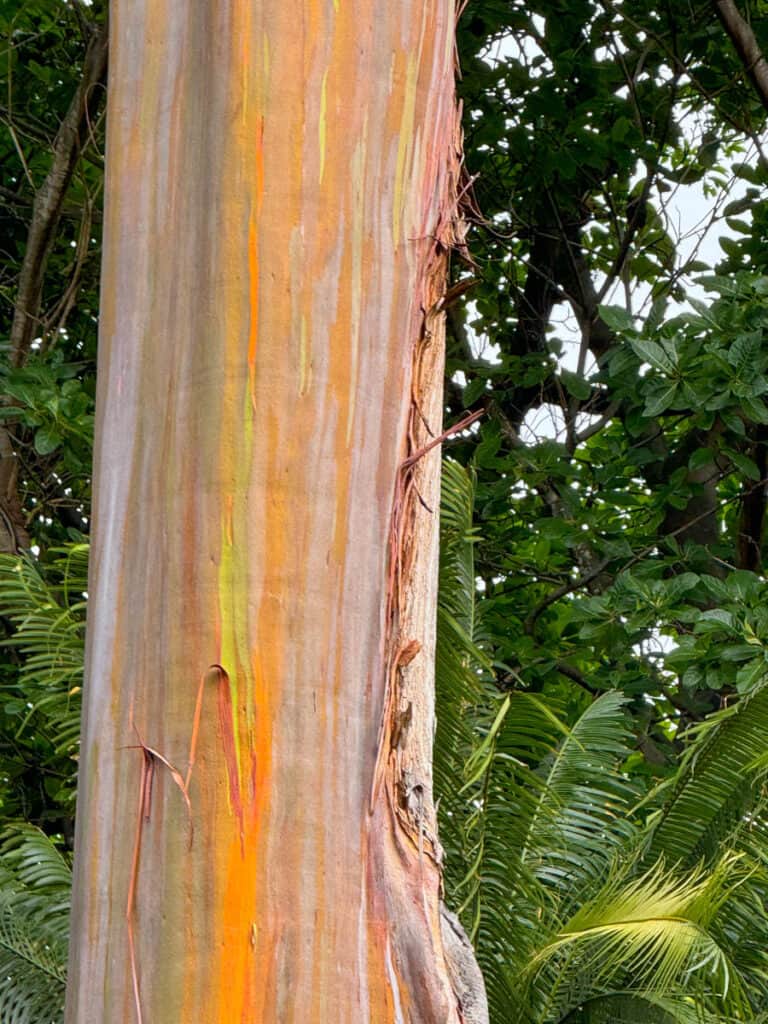 Beautiful colors in the trunk of a rainbow eucalyptus tree in Foster Botanical Garden in Honolulu, Oahu