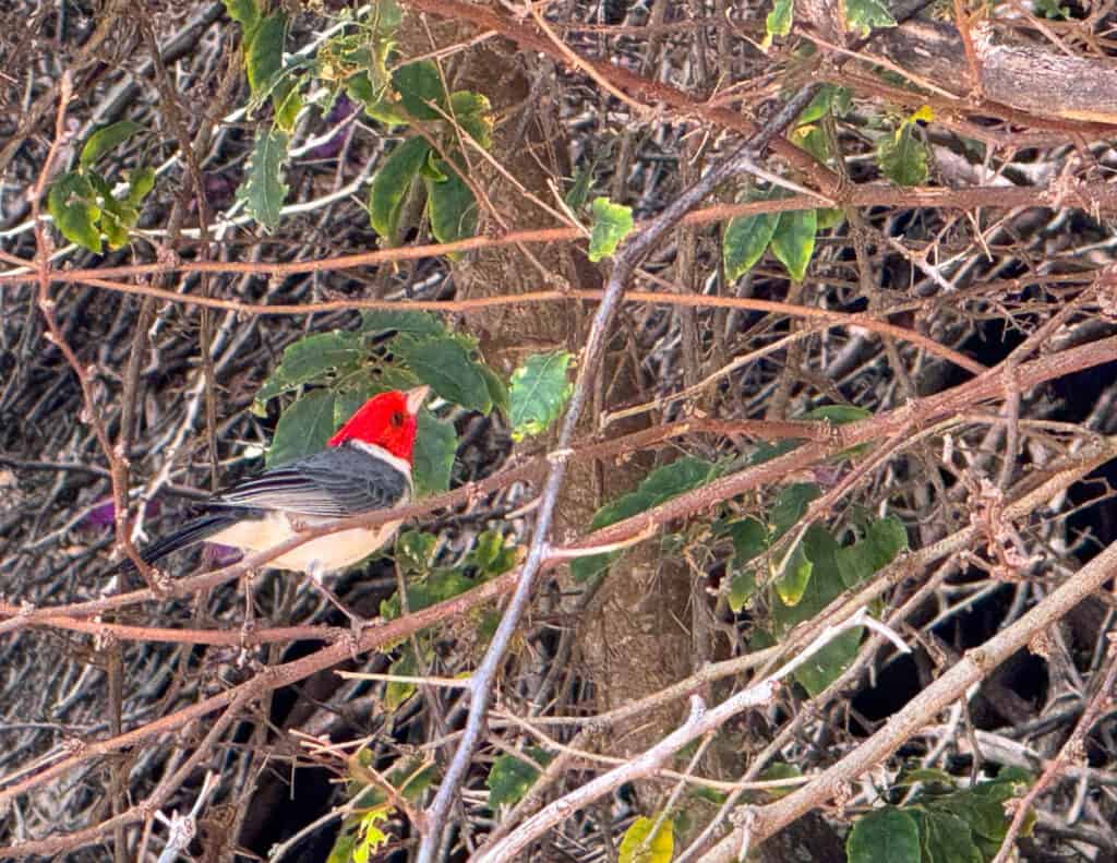 A red-crested cardinal in the twigs at Koko Crater Botanical Garden in Oahu