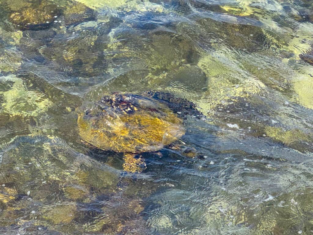 A Hawaiian green sea turtle swimming at Haleiwa Beach Park in Oahu, Hawaii