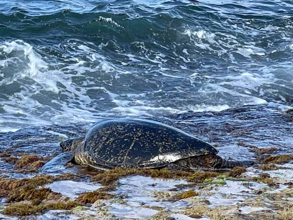 Turtle in the shallows at Laniakea Beach in Oahu Hawaii