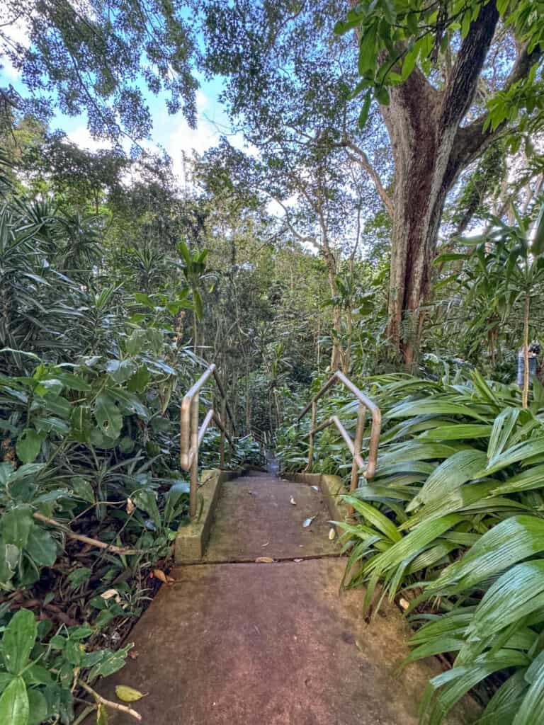 Steps leading to the ravine in Wahiawa Botanical Garden, Oahu