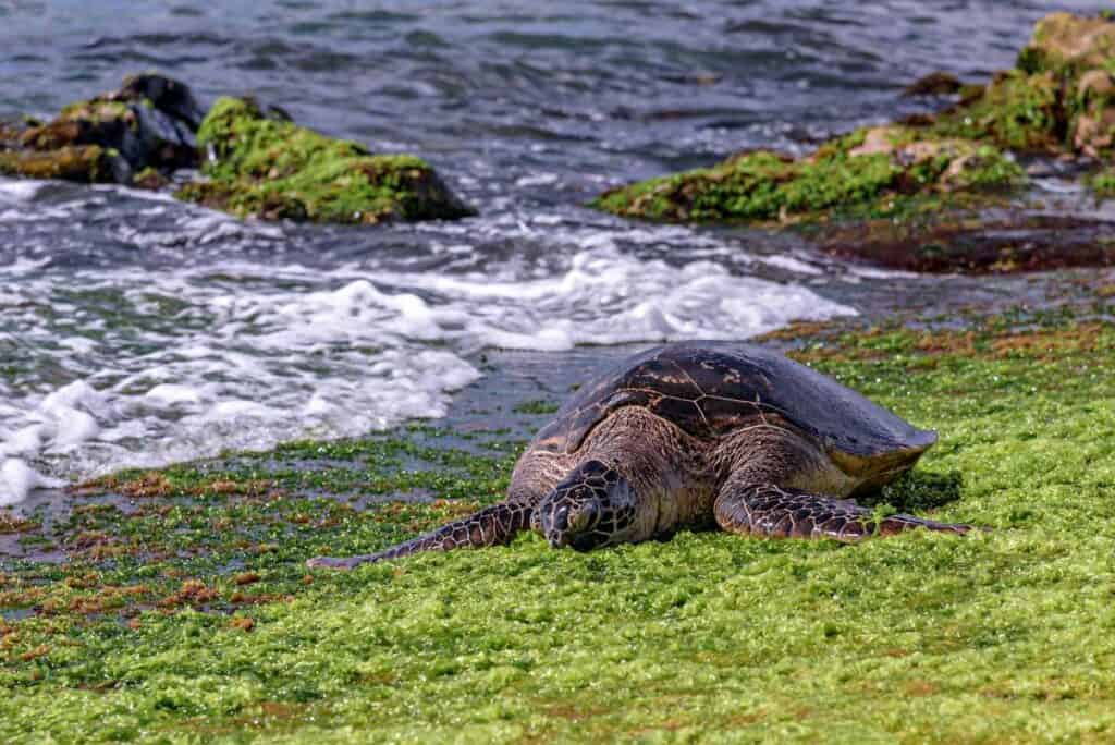 Hawaiian green sea turtle munching on limu (Hawaiian seaweed) on Laniakea Beach, Oahu, Hawaii