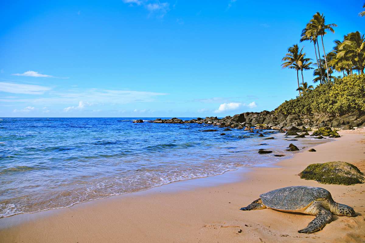 Laniakea Beach, Oahu, HI: 2025 Visitor Guide To Turtle Beach