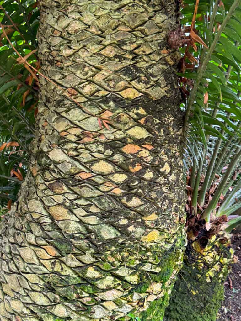 The trunk of a palm tree in Foster Botanical Garden, Honolulu, one of Oahu's top botanical gardens.