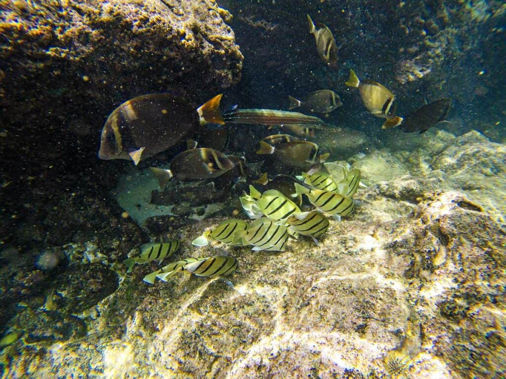 Convict tangs and other colorful tropical reef fish at Shark's Cove, Pupukea, North Shore of Oahu