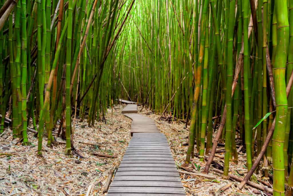 Boardwalk trail through a bamboo forest in Maui, Hawaii
