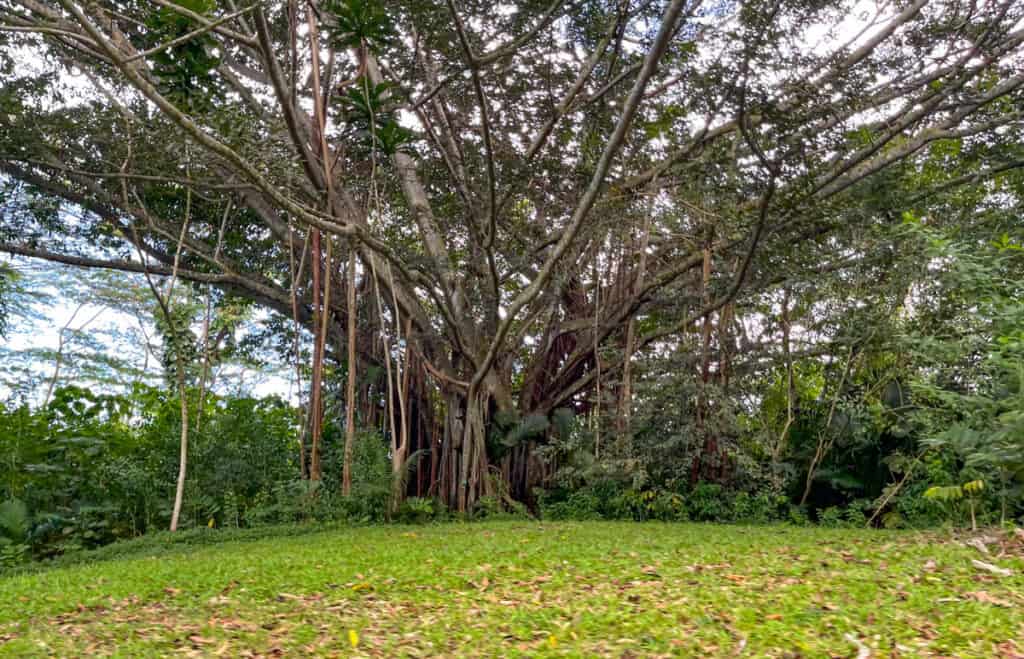 A banyan tree at Hoomaluhia Botanical Garden in Oahu, HI