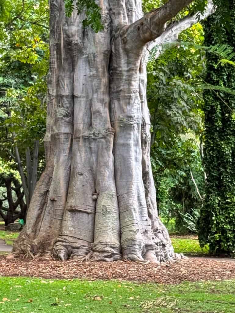Trunk of baobab tree at Foster Botanical Garden in Oahu