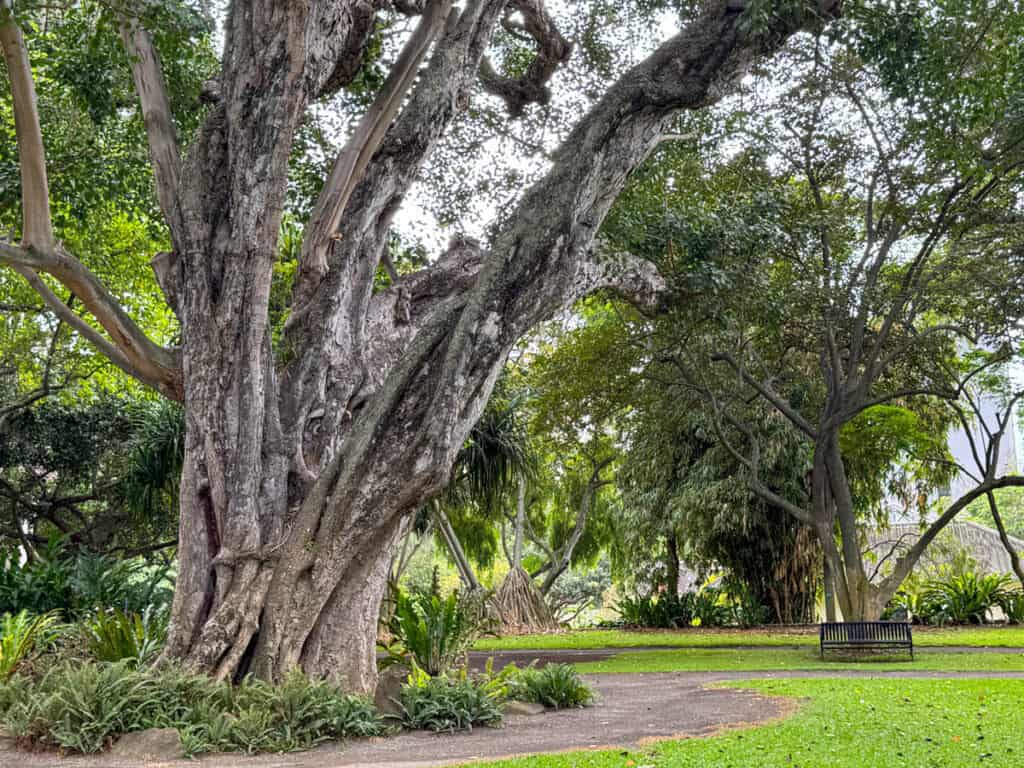 The Bo Tree at the Foster Botanical Garden in Oahu