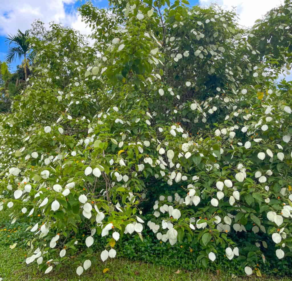 A striking bush in the Hoomaluhia Botanical Garden in Oahu, Hawaii