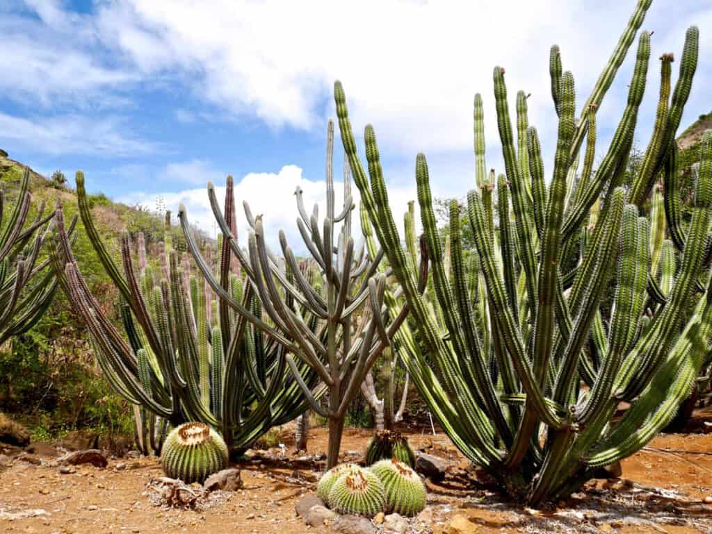 Cactus in the Koko Crater Botanical Garden in Oahu, Hawaii