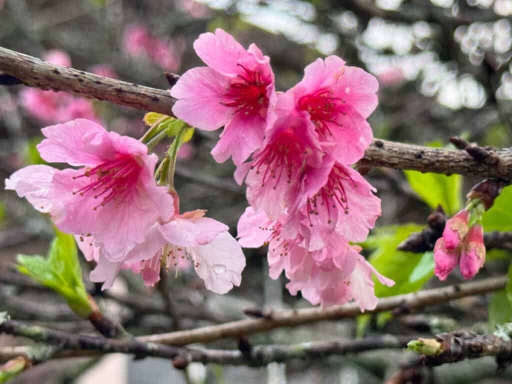Cherry blossom in bloom in Wahiawa, Oahu