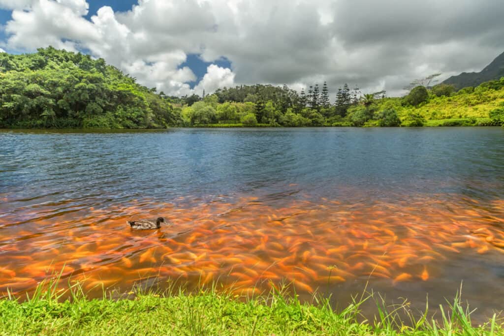 Cichlid in the lake at Hoomaluhia Botanical Garden in Oahu, Hawaii