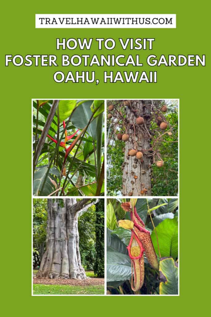 Discover the complete guide to visiting the Foster Botanical Garden in downtown Honolulu in Oahu, Hawaii! What to see and do, how to get to the garden, and the best time to go. 