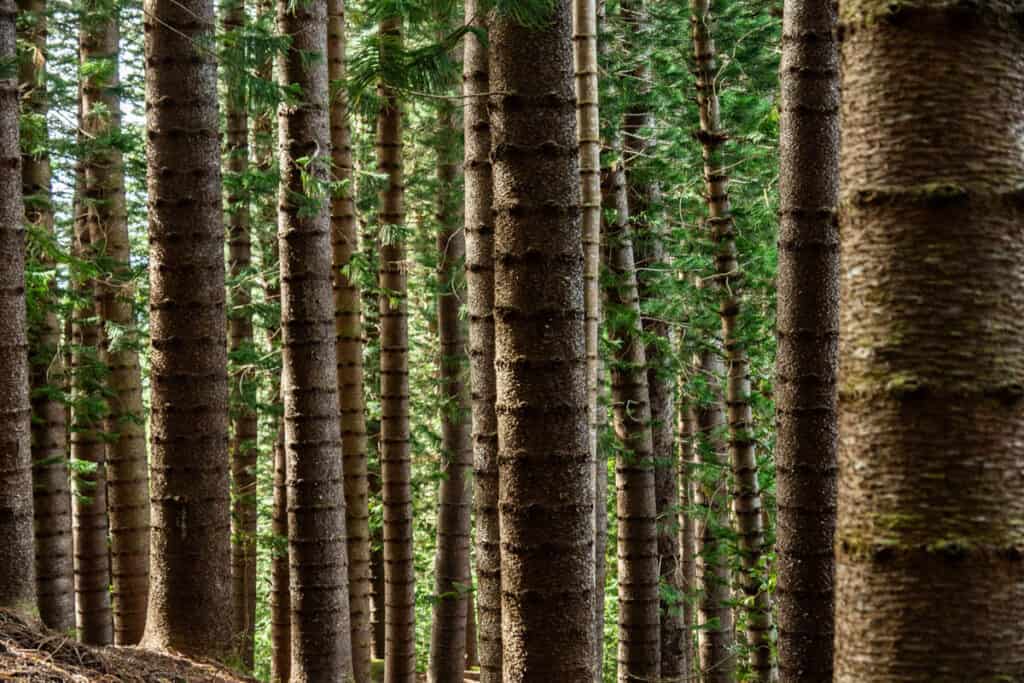Cook pine forest along the Sleeping Giant West Trail in Kauai, Hawaii