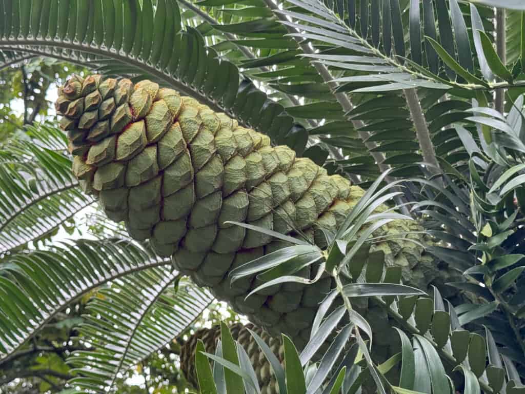 A cycad at the Foster Botanical Garden in Honolulu, Oahu