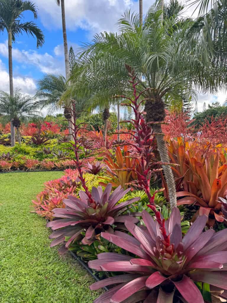 Walking the gardens at the Dole Plantation in Oahu, Hawaii
