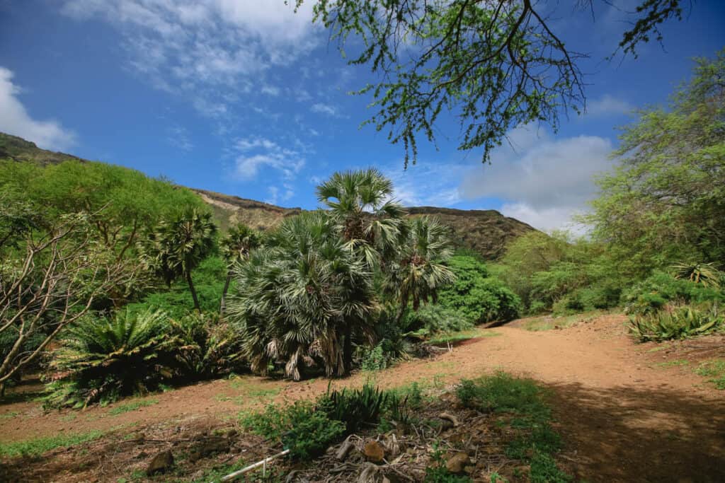 Dryland palms along the loop trail in Koko Crater Botanical Garden, Oahu