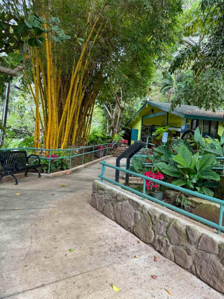 Walking into Foster Botanical Garden in Honolulu, Oahu