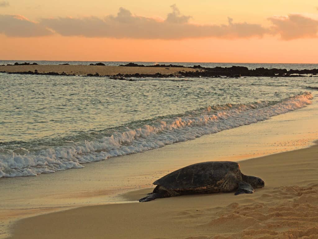 Green sea turtle at Poipu Beach in Kauai at sunset