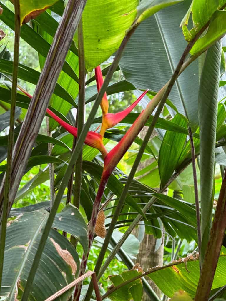 Heliconia at the Foster Botanical Garden in Oahu, Hawaii