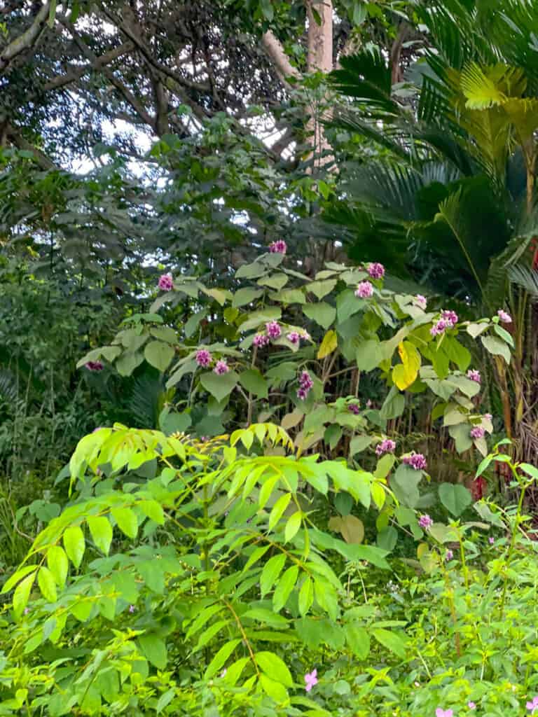 Vegetation on the drive through Hoomaluhia Botanical Garden in Oahu, HI