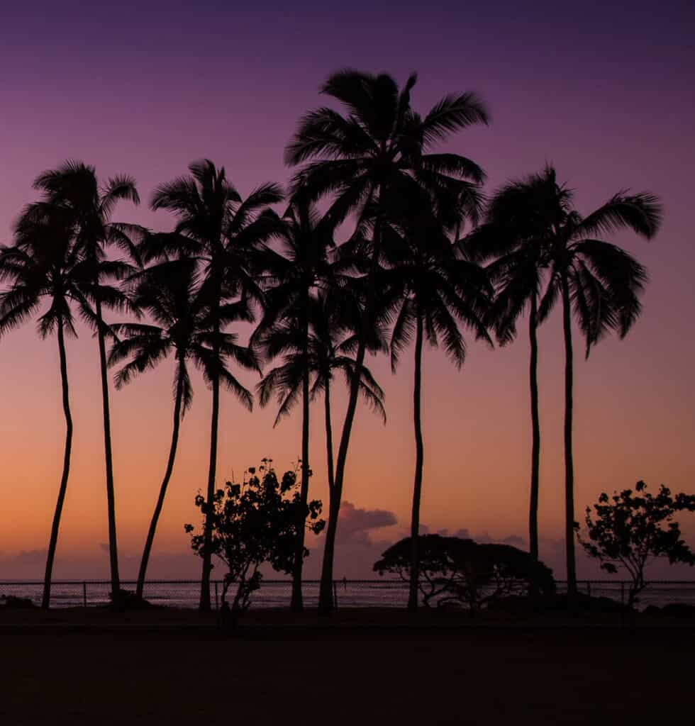 Palm trees line the coast in Kapa'a Kauai HI