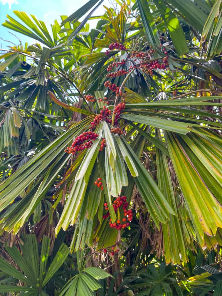 Palm tree in the Hoomaluhia Botanical Garden in Oahu, Hawaii