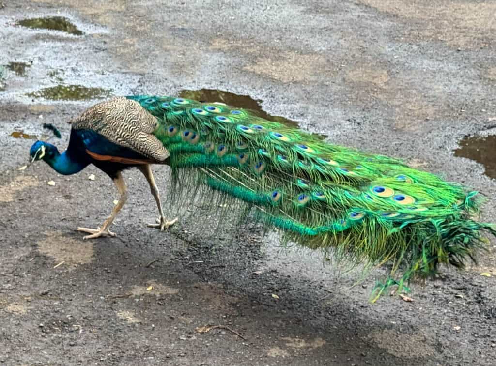 Peacock at Waimea Valley in Oahu, Hawaii