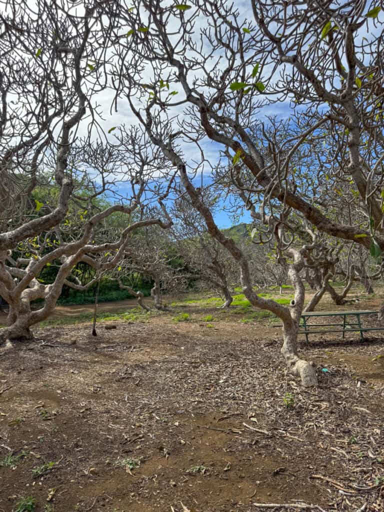 Picnic table in the plumeria grove at Koko Crater Botanical Garden in Oahu, HI