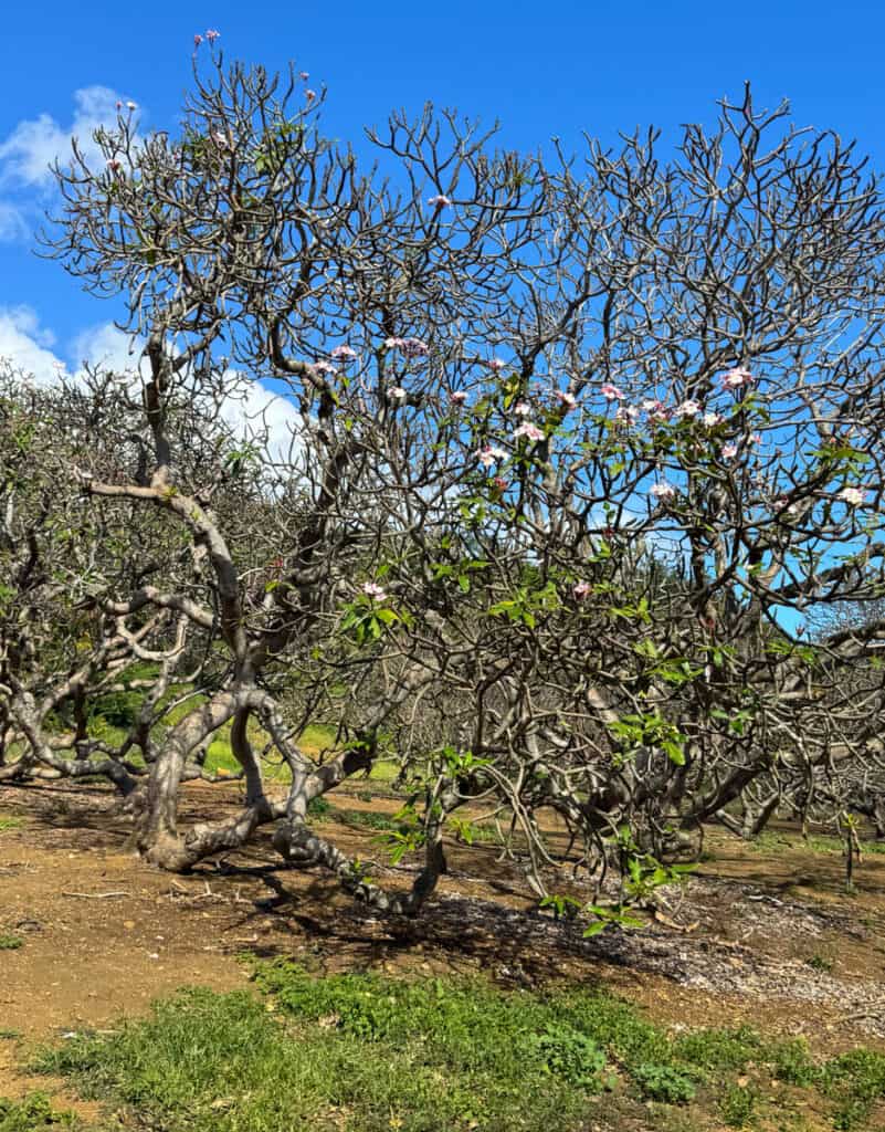 Plumeria tree at Koko Crater Botanical Garden in Oahu, Hawaii