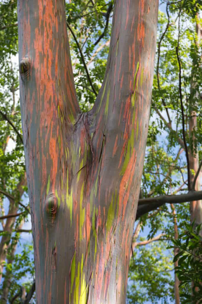 Rainbow eucalyptus at the Keanae Arboretum in Maui, Hawaii