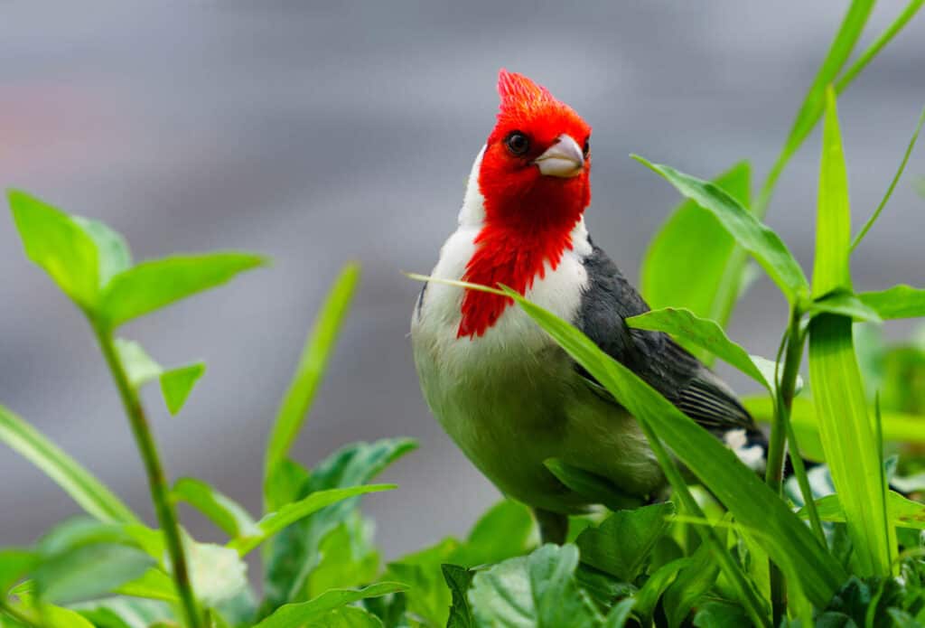Red-crested cardinal at the Hoomaluhia Botanical Garden in Oahu, HI
