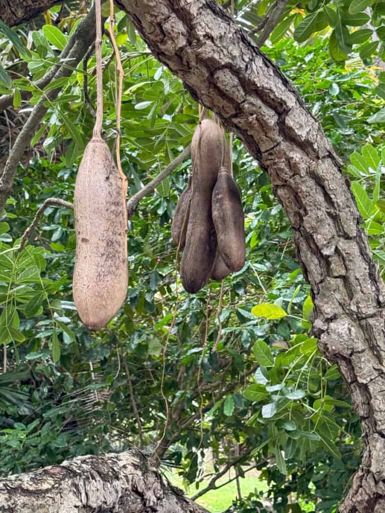 Sausage Tree at the Foster Botanical Garden in Oahu, Hawaii