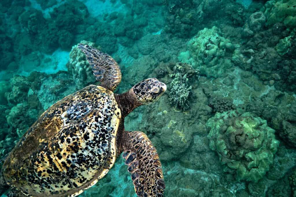 Hawaiian green sea turtles in the coral reef waters