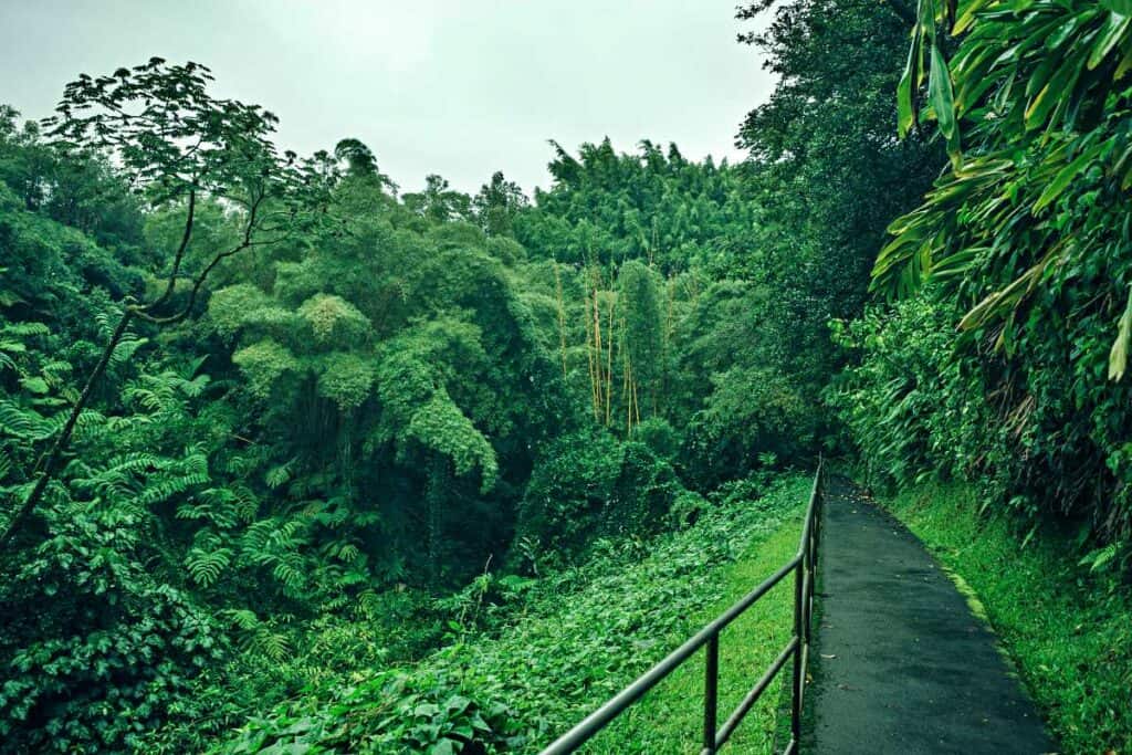 Rainforest paved path to Akaka Falls in Akaka Falls State Park