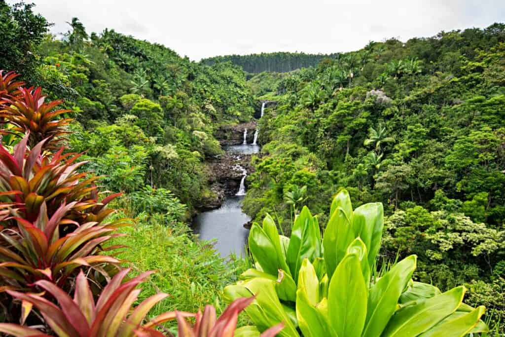 Lush rainforest jungle setting of the three tiered Umauma Falls, one of the private waterfalls in Big Island