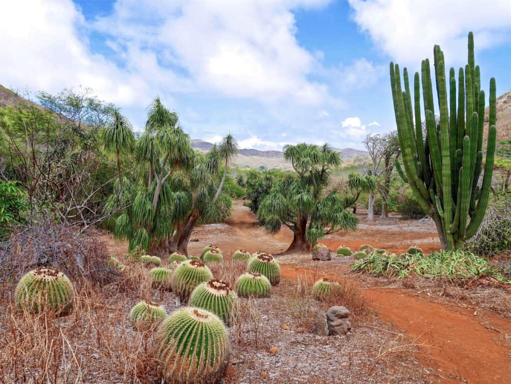 The cactus garden at Koko Crater Botanical Garden in Oahu, Hawaii