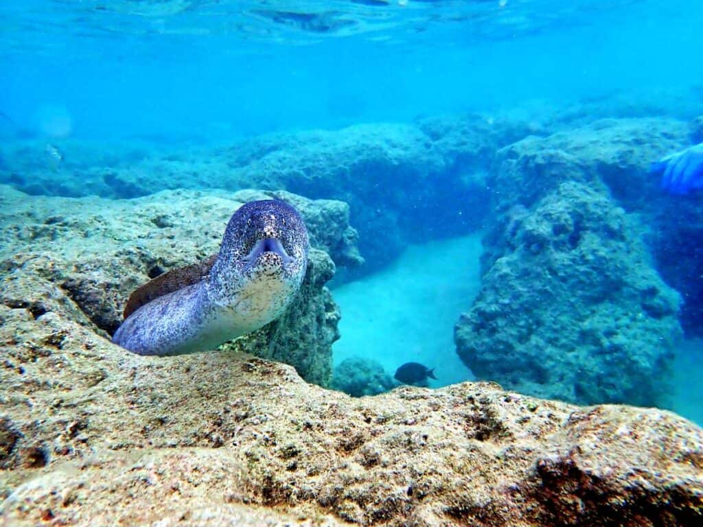 Eel emerging from a hole in the coral reefs at Hanauma Bay, Honolulu, HI
