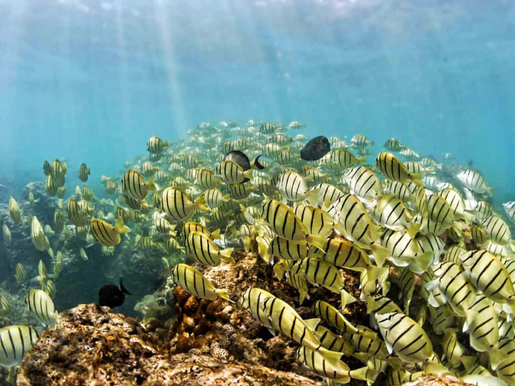 Abundant beautiful tropical fish in the coral reefs of Hanauma Bay, Hawaii