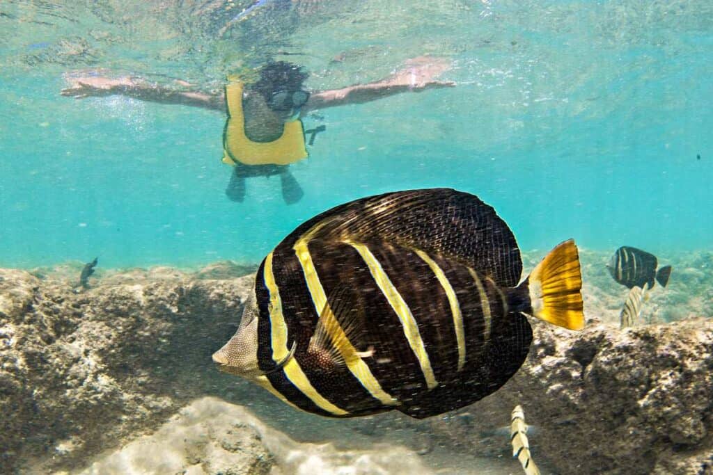 Hanauma Bay snorkeler admiring beautiful tropical fish