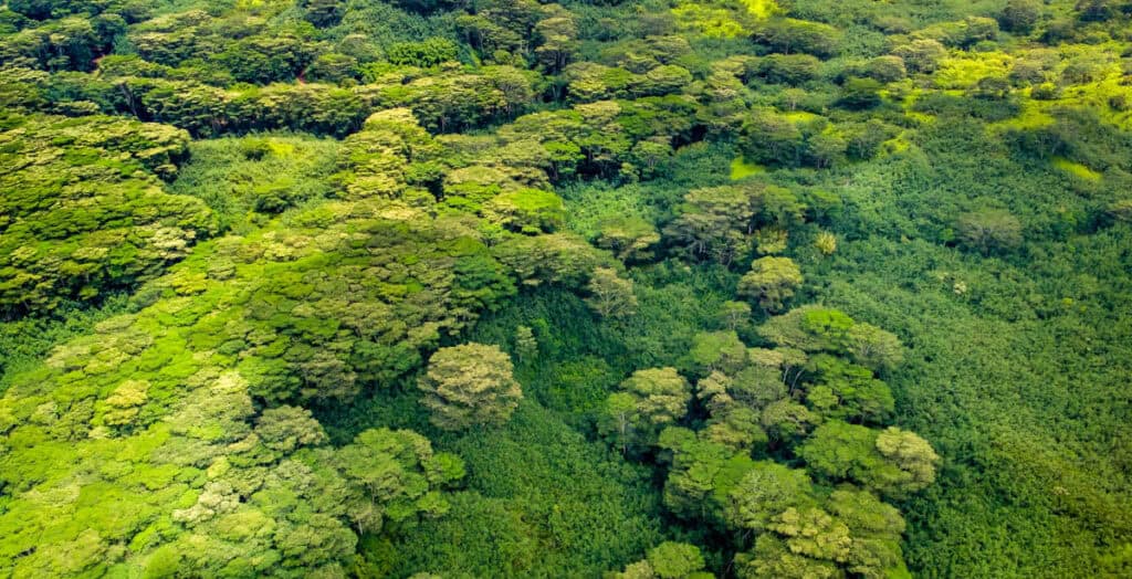 Aerial view of Kauai forest landscape