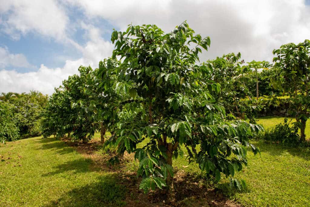 Kona coffee trees on the Big Island of Hawaii