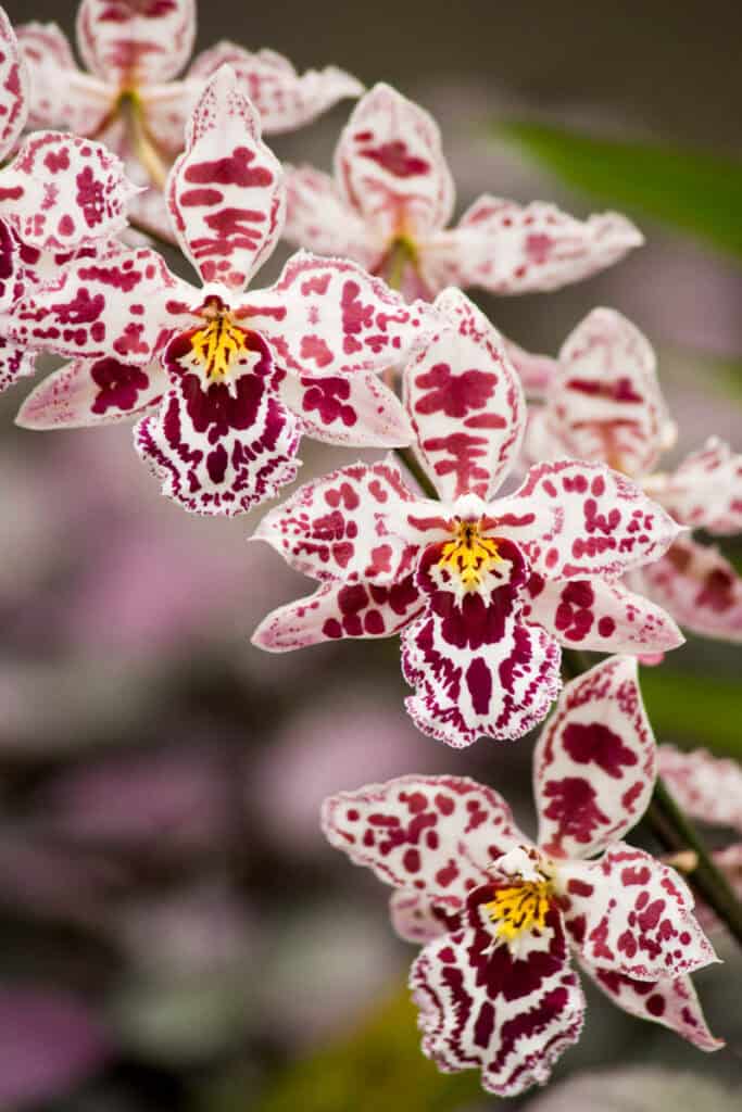 Orchids at the Hawaii Tropical Botanical Garden near Hilo on Hawaii Island