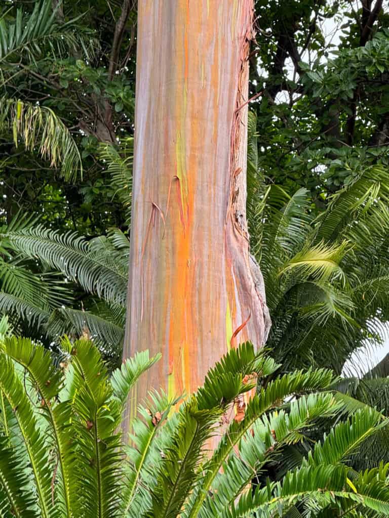 Trunk of a rainbow eucalyptus tree at the Foster Botanical Garden in Honolulu, HI